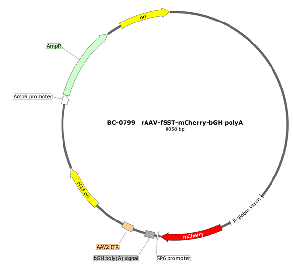 AAV-fSST-mCherry AAV Vector – Fluorescent reporter – Constitutive – fSST promoter – mCherry reporter – for Cell labeling / tracing – BHV17100229