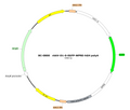 AAV-D1-0-EGFP AAV Vector – Fluorescent reporter – Constitutive – D1 promoter – EGFP reporter – for Cell labeling / tracing – BHV17100230