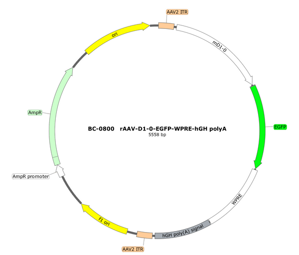 AAV-D1-0-EGFP AAV Vector – Fluorescent reporter – Constitutive – D1 promoter – EGFP reporter – for Cell labeling / tracing – BHV17100230