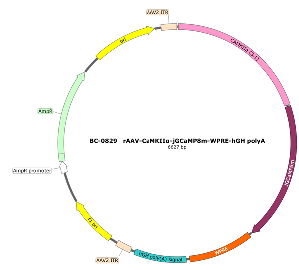 AAV-CaMKIIa-jGCaMP8m AAV Vector – Calcium indicator – Constitutive – CaMKIIa promoter – for Calcium imaging – BHV17100234