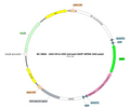 AAV-EF1α-DIO-taCasp3-EGFP AAV Vector – Fluorescent reporter – Cre-dependent – EF1α promoter – EGFP reporter – for Cell labeling / tracing – BHV17100236