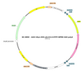 AAV-hSyn-DIO-eArch3.0-EYFP AAV Vector – Optogenetic actuator (opsin) – Cre-dependent – hSyn promoter – EYFP reporter – for Optogenetics – BHV17100240