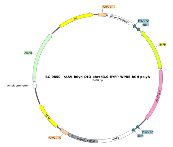 AAV-hSyn-DIO-eArch3.0-EYFP AAV Vector – Optogenetic actuator (opsin) – Cre-dependent – hSyn promoter – EYFP reporter – for Optogenetics – BHV17100240