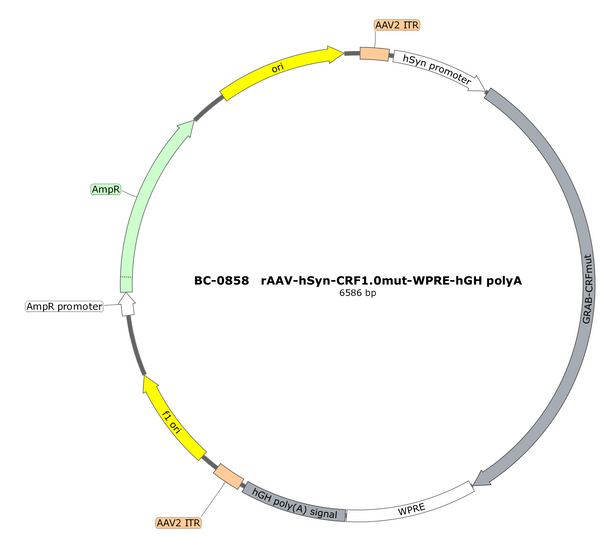 AAV-hSyn-CRF1.0mut AAV Vector – Constitutive – hSyn promoter – BHV17100242