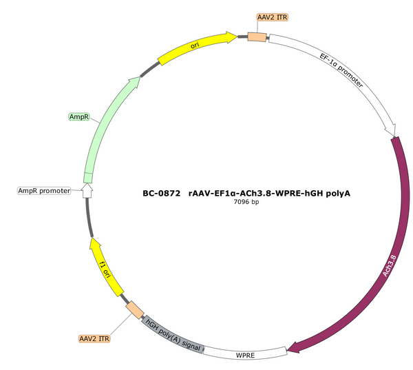 AAV-EF1α-ACh3.8 AAV Vector – Acetylcholine sensor – Constitutive – EF1α promoter – for Acetylcholine imaging – BHV17100244