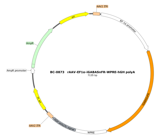 AAV-EF1α-iGABASnFR AAV Vector – GABA sensor – Constitutive – EF1α promoter – for GABA imaging – BHV17100245