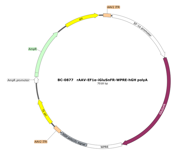 AAV-EF1α-iGluSnFR AAV Vector – Glutamate sensor – Constitutive – EF1α promoter – for Glutamate imaging – BHV17100246