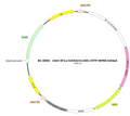 AAV-EF1α-hChR2(H134R)-EYFP AAV Vector – Optogenetic actuator (opsin) – Constitutive – EF1α promoter – EYFP reporter – for Optogenetics – BHV17100251