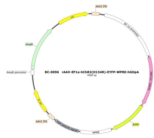 AAV-EF1α-hChR2(H134R)-EYFP AAV Vector – Optogenetic actuator (opsin) – Constitutive – EF1α promoter – EYFP reporter – for Optogenetics – BHV17100251
