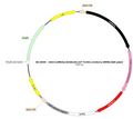 AAV-CaMKIIa-hChR2(E123T T159C)-mCherry AAV Vector – Optogenetic actuator (opsin) – Constitutive – CaMKIIa promoter – mCherry reporter – for Optogenetics – BHV17100260