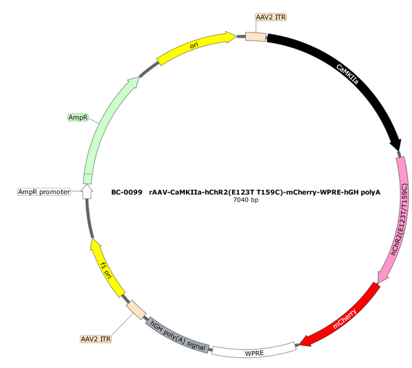 AAV-CaMKIIa-hChR2(E123T T159C)-mCherry AAV Vector – Optogenetic actuator (opsin) – Constitutive – CaMKIIa promoter – mCherry reporter – for Optogenetics – BHV17100260