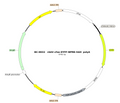 AAV-cFos-EYFP AAV Vector – Fluorescent reporter – Constitutive – cFos promoter – EYFP reporter – for Cell labeling / tracing – BHV17100305