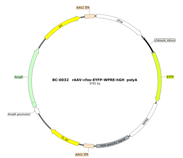 AAV-cFos-EYFP AAV Vector – Fluorescent reporter – Constitutive – cFos promoter – EYFP reporter – for Cell labeling / tracing – BHV17100305