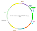 AAV-hSyn-Con/Fon-EYFP AAV Vector – Fluorescent reporter – Intersectional (Cre & Flp) – hSyn promoter – EYFP reporter – for Cell labeling / tracing – BHV17100307