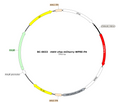 AAV-cFos-mCherry AAV Vector – Fluorescent reporter – Constitutive – cFos promoter – mCherry reporter – for Cell labeling / tracing – BHV17100313