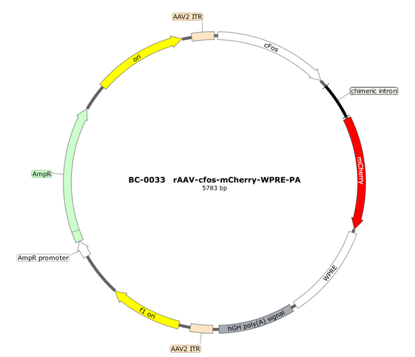 AAV-cFos-mCherry AAV Vector – Fluorescent reporter – Constitutive – cFos promoter – mCherry reporter – for Cell labeling / tracing – BHV17100313