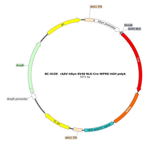 AAV-hSyn-NLS-Cre AAV Vector – Transcriptional regulator / recombinase – Constitutive – hSyn promoter – for Genetic driver / recombination – BHV17100314
