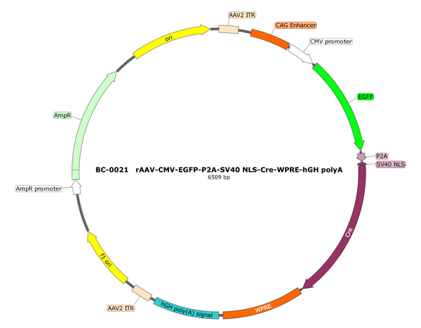 rAAV-CMV-EGFP-P2A-SV40 NLS-Cre
