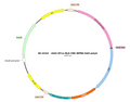 AAV-EF1α-NLS-Cre AAV Vector – Transcriptional regulator / recombinase – Constitutive – EF1α promoter – for Genetic driver / recombination – BHV17100319