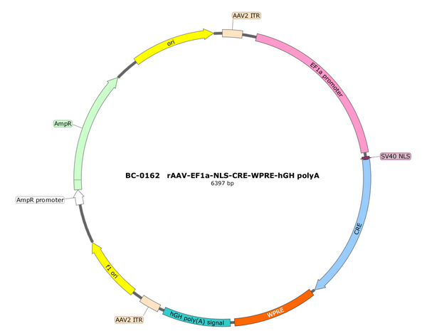 AAV-EF1α-NLS-Cre AAV Vector – Transcriptional regulator / recombinase – Constitutive – EF1α promoter – for Genetic driver / recombination – BHV17100319
