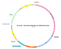AAV-GFAP-NLS-Cre AAV Vector – Transcriptional regulator / recombinase – Constitutive – GFAP promoter – for Genetic driver / recombination – BHV17100322