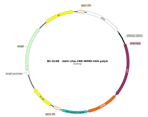 AAV-cFos-Cre AAV Vector – Transcriptional regulator / recombinase – Constitutive – cFos promoter – for Genetic driver / recombination – BHV17100323
