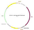 AAV-hSyn-fDIO-NLS-Flp AAV Vector – Transcriptional regulator / recombinase – Flp-dependent – hSyn promoter – for Genetic driver / recombination – BHV17100325