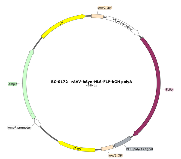 AAV-hSyn-fDIO-NLS-Flp AAV Vector – Transcriptional regulator / recombinase – Flp-dependent – hSyn promoter – for Genetic driver / recombination – BHV17100325