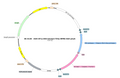 AAV-EF1α-DIO-taCasp3-TEVp AAV Vector – Cre-dependent – EF1α promoter – BHV17100342