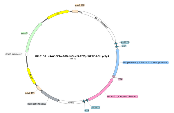 AAV-EF1α-DIO-taCasp3-TEVp AAV Vector – Cre-dependent – EF1α promoter – BHV17100342