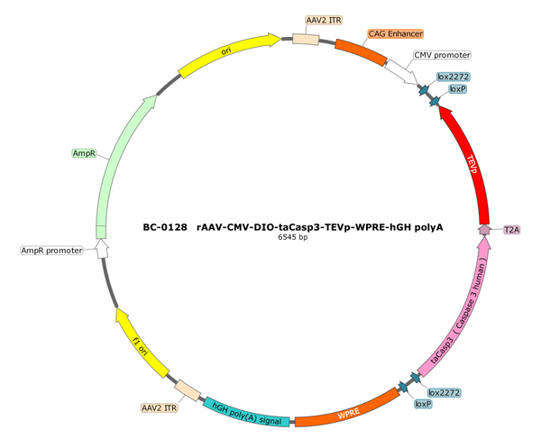 AAV-CMV-DIO-taCasp3-TEVp AAV Vector – Cre-dependent – CMV promoter – BHV17100344