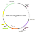 AAV-cFos-tTA-NLS-FLAG AAV Vector – Transcriptional regulator / recombinase – Tet-regulated – cFos promoter – for Genetic driver / recombination – BHV17100345