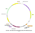 AAV-RAM-hChR2(H134R)-EYFP AAV Vector – Optogenetic actuator (opsin) – Activity-dependent (RAM) + Tet-regulated – RAM promoter – EYFP reporter – for Optogenetics – BHV17100347