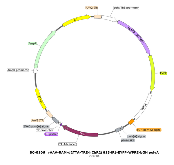 AAV-RAM-hChR2(H134R)-EYFP AAV Vector – Optogenetic actuator (opsin) – Activity-dependent (RAM) + Tet-regulated – RAM promoter – EYFP reporter – for Optogenetics – BHV17100347