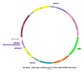 AAV-hSyn-hChR2(E123T T159C)-EGFP AAV Vector – Optogenetic actuator (opsin) – Constitutive – hSyn promoter – EGFP reporter – for Optogenetics – BHV17100353