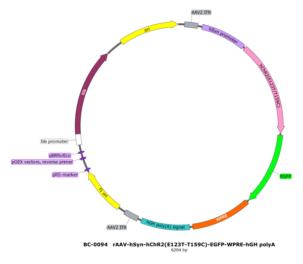 AAV-hSyn-hChR2(E123T T159C)-EGFP AAV Vector – Optogenetic actuator (opsin) – Constitutive – hSyn promoter – EGFP reporter – for Optogenetics – BHV17100353