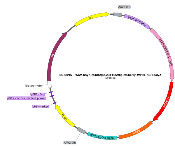 AAV-hSyn-hChR2(E123T T159C)-mCherry AAV Vector – Optogenetic actuator (opsin) – Constitutive – hSyn promoter – mCherry reporter – for Optogenetics – BHV17100354
