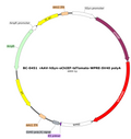 AAV-hSyn-oChIEF-tdTomato AAV Vector – Optogenetic actuator (opsin) – Constitutive – hSyn promoter – tdTomato reporter – for Optogenetics – BHV17100359
