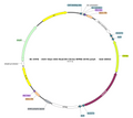 AAV-hSyn-DIO-ReaChR AAV Vector – Optogenetic actuator (opsin) – Cre-dependent – hSyn promoter – for Optogenetics – BHV17100362