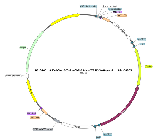AAV-hSyn-DIO-ReaChR AAV Vector – Optogenetic actuator (opsin) – Cre-dependent – hSyn promoter – for Optogenetics – BHV17100362
