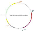 AAV-EF1α-DIO-Chronos-mCherry AAV Vector – Optogenetic actuator (opsin) – Cre-dependent – EF1α promoter – mCherry reporter – for Optogenetics – BHV17100369