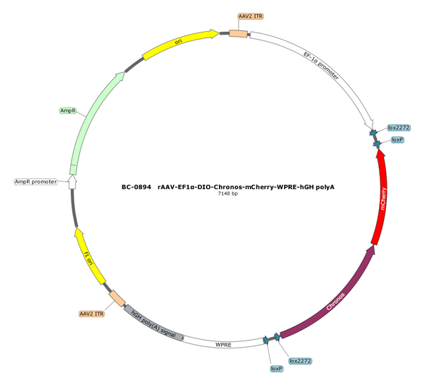 AAV-EF1α-DIO-Chronos-mCherry AAV Vector – Optogenetic actuator (opsin) – Cre-dependent – EF1α promoter – mCherry reporter – for Optogenetics – BHV17100369
