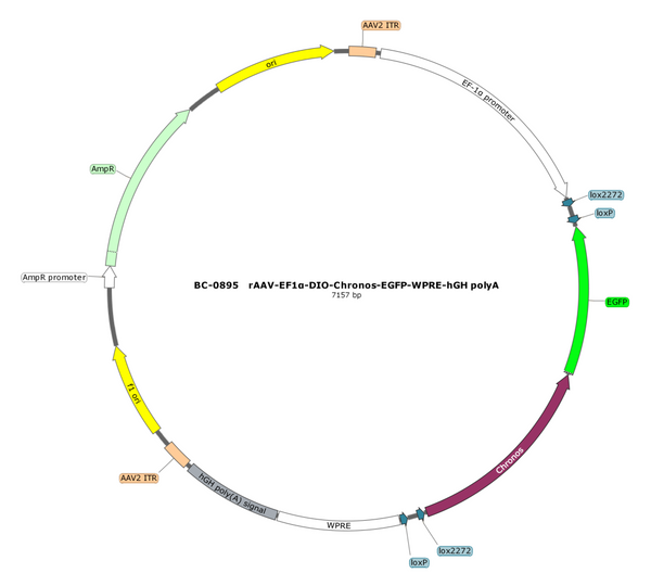 AAV-EF1α-DIO-Chronos-EGFP AAV Vector – Optogenetic actuator (opsin) – Cre-dependent – EF1α promoter – EGFP reporter – for Optogenetics – BHV17100370
