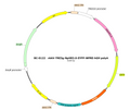 AAV-TRE3G-eNpHR3.0-EYFP AAV Vector – Optogenetic actuator (opsin) – Constitutive – TRE3G promoter – EYFP reporter – for Optogenetics – BHV17100374