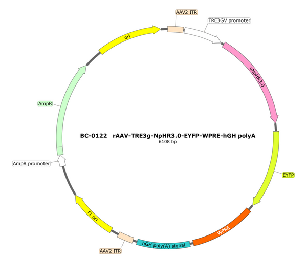AAV-TRE3G-eNpHR3.0-EYFP AAV Vector – Optogenetic actuator (opsin) – Constitutive – TRE3G promoter – EYFP reporter – for Optogenetics – BHV17100374
