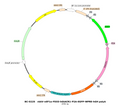 AAV-nEF1a-fDIO-hGtACR1-EGFP AAV Vector – Optogenetic actuator (opsin) – Constitutive – nEF1a promoter – EGFP reporter – for Optogenetics – BHV17100376
