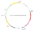 AAV-EF1α-DIO-Jaws-mCherry AAV Vector – Optogenetic actuator (opsin) – Cre-dependent – EF1α promoter – mCherry reporter – for Optogenetics – BHV17100379