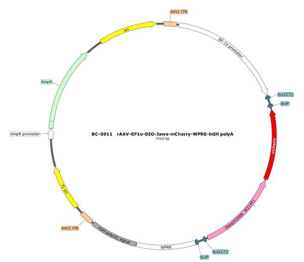 AAV-EF1α-DIO-Jaws-mCherry AAV Vector – Optogenetic actuator (opsin) – Cre-dependent – EF1α promoter – mCherry reporter – for Optogenetics – BHV17100379