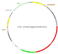 AAV-GfaABC1D-hM3D(Gq)-EGFP AAV Vector – Chemogenetic actuator (DREADD/PSAM/KORD) – Constitutive – GfaABC1D promoter – EGFP reporter – for Chemogenetics – BHV17100380
