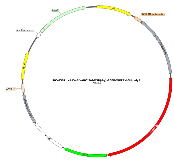 AAV-GfaABC1D-hM3D(Gq)-EGFP AAV Vector – Chemogenetic actuator (DREADD/PSAM/KORD) – Constitutive – GfaABC1D promoter – EGFP reporter – for Chemogenetics – BHV17100380